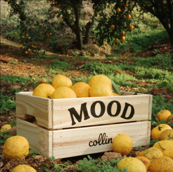 Eine rustikale Holzkiste mit der Aufschrift Mood gefüllt mit frischen, gelben Yuzu-Zitrusfrüchten in einer sonnigen Plantage – Natürliche botanische Inhaltsstoffe von Collins.