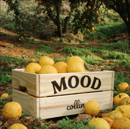 Eine rustikale Holzkiste mit der Aufschrift Mood gefüllt mit frischen, gelben Yuzu-Zitrusfrüchten in einer sonnigen Plantage – Natürliche botanische Inhaltsstoffe von Collins.